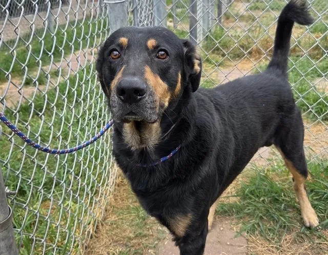 An adult medium-sized male German Shepherd Dog dog named Damon for adoption in Houston, TX