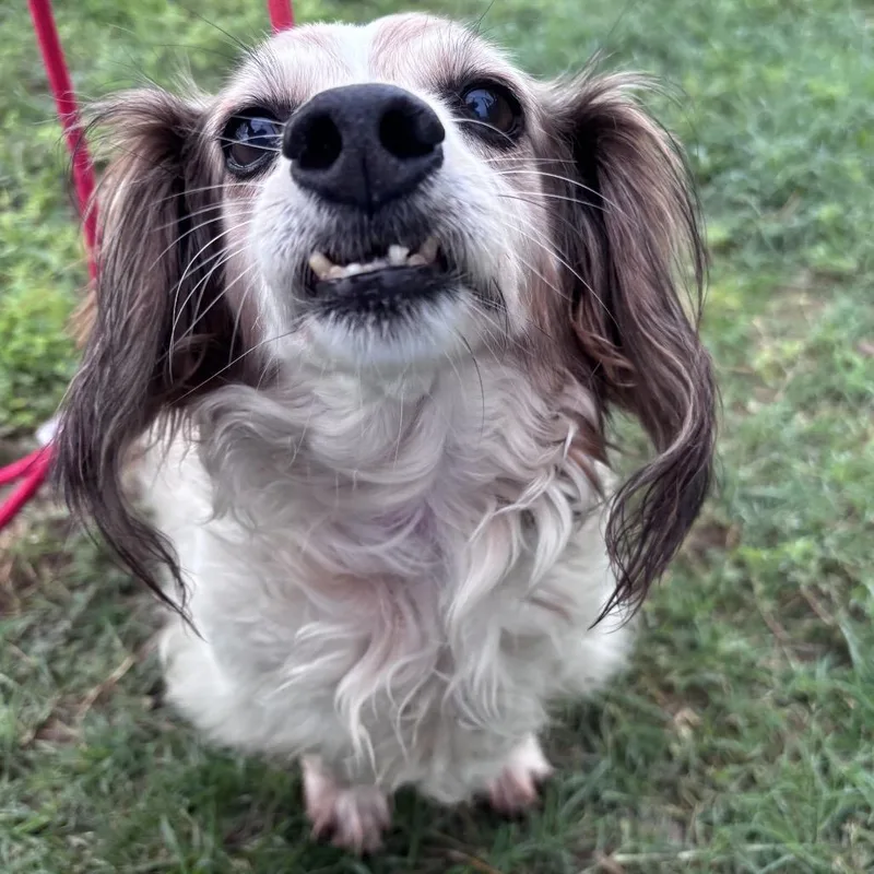 A senior medium-sized female White / Cream Dachshund (Long Haired) dog named Daiseymae for adoption in Floresville, TX
