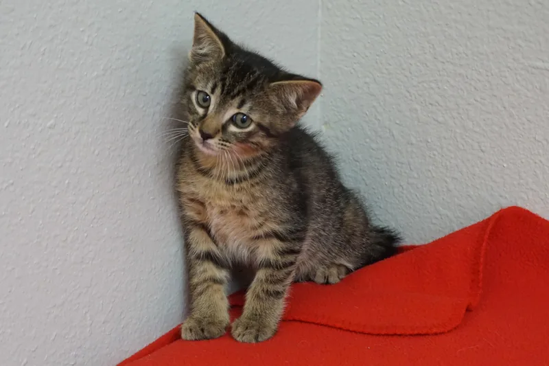 A baby small-sized male Domestic Short Hair cat named Manfred for adoption in Fountain Hills, AZ
