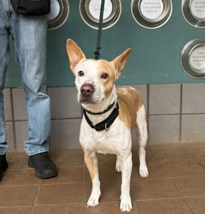 An adult medium-sized male Mixed Breed dog named Jayce for adoption in Honolulu, HI