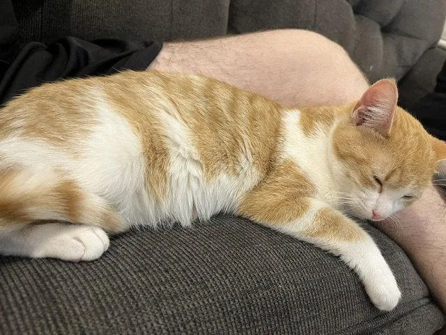A young medium-sized female Orange & White Domestic Short Hair cat named C Litter Ginger Pop for adoption in Livonia, MI