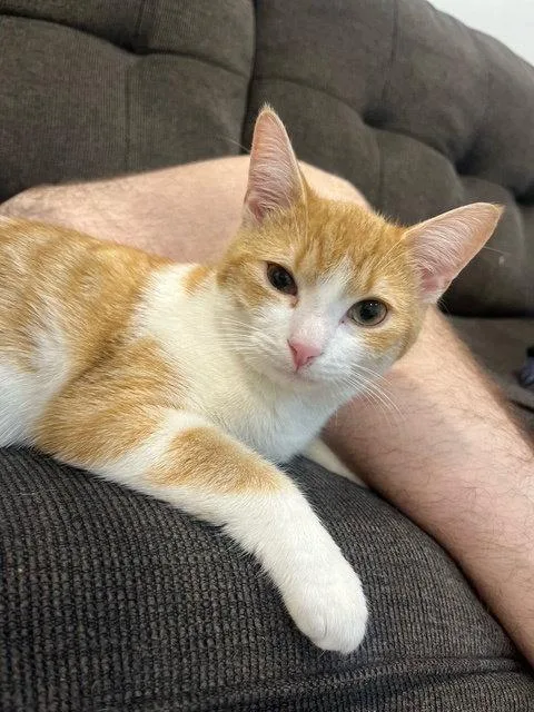 C Litter Ginger Pop thumbnail 2