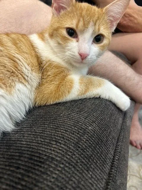 C Litter Ginger Pop thumbnail 3