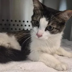 A young medium-sized female White Domestic Medium Hair cat named Autumn for adoption in Norman, OK