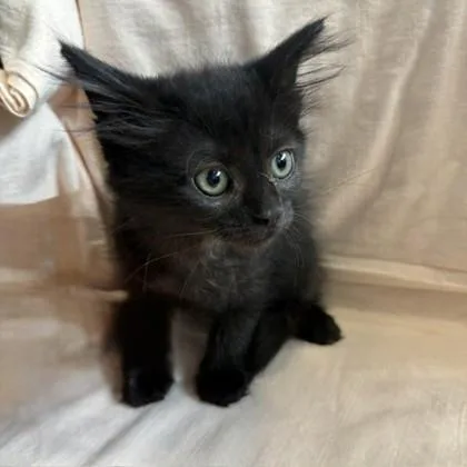 A baby small-sized female Domestic Medium Hair cat named Evie for adoption in Janesville, WI