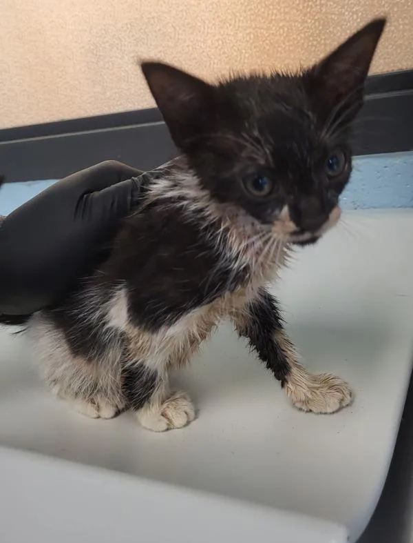 A baby small-sized female Domestic Short Hair cat named If for adoption in Lawrenceville, GA