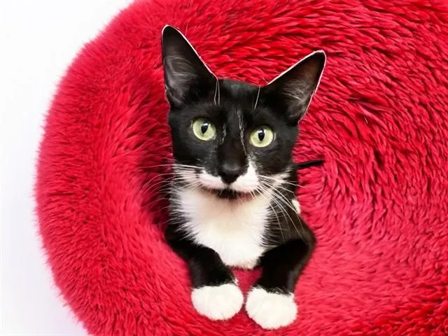 A young medium-sized female Domestic Short Hair cat named Darma for adoption in Fort Lauderdale, FL