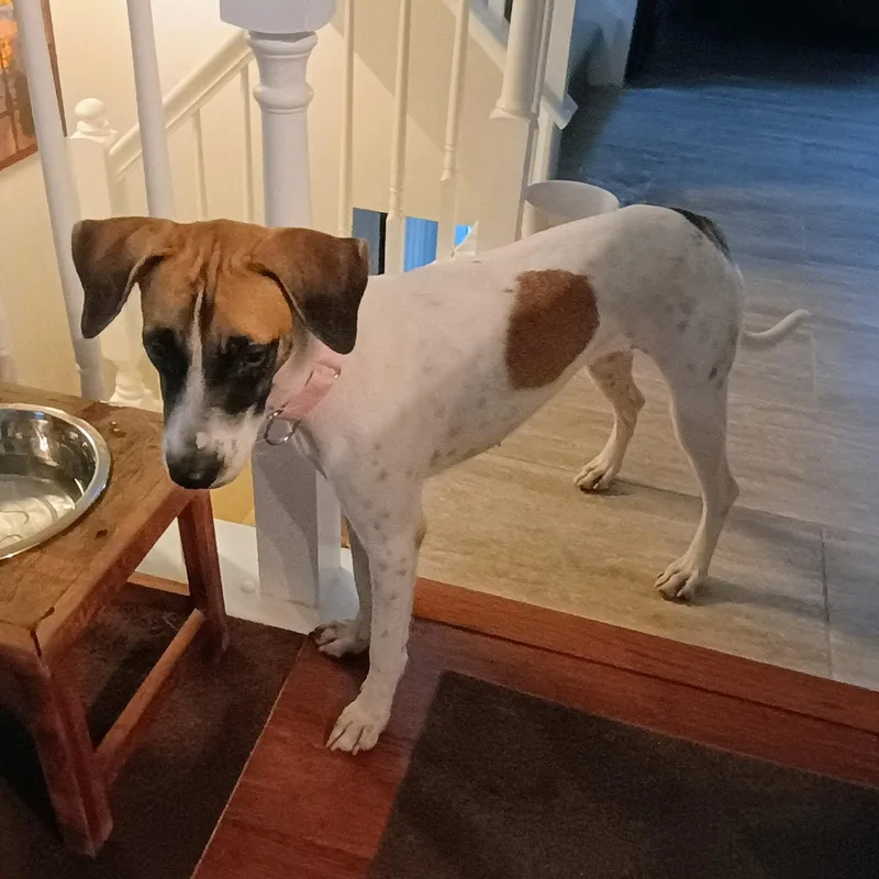A young medium-sized female Whippet dog named Maika for adoption in New York, NY