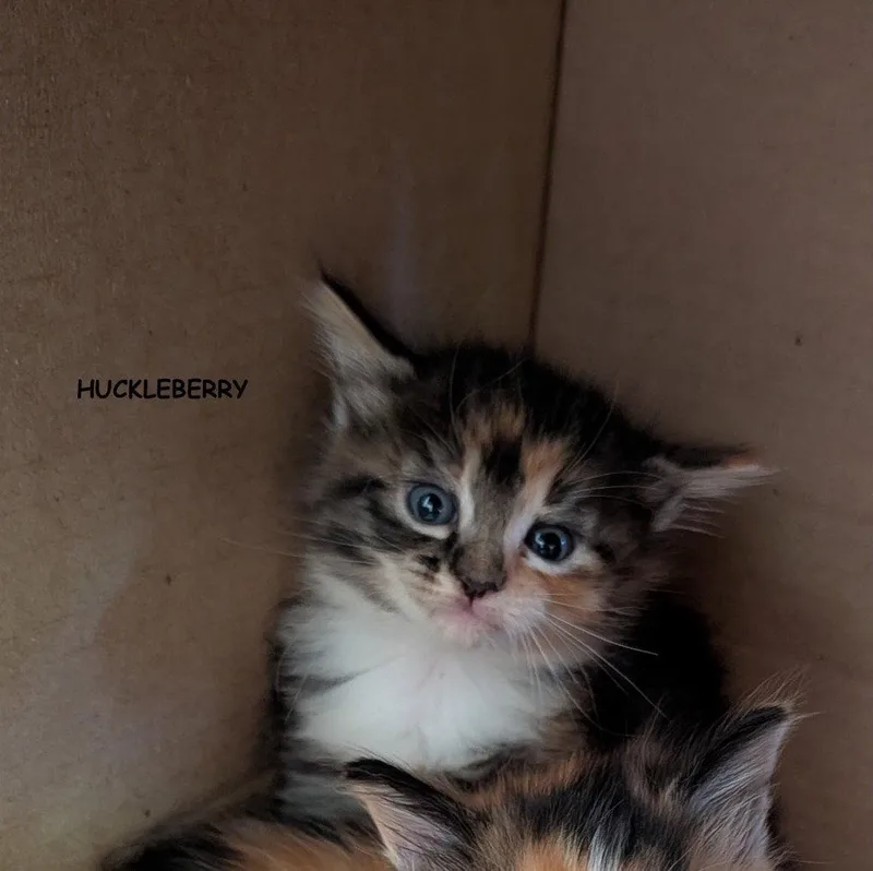 Huckleberry thumbnail 2