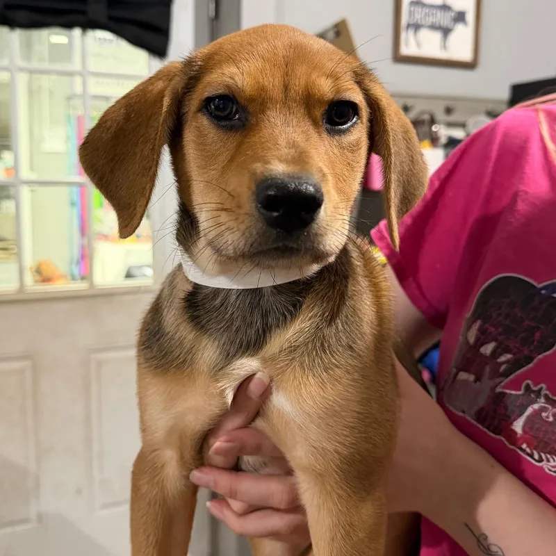 A baby small-sized female Brown / Chocolate German Shepherd Dog dog named Sundae for adoption in Wappingers Falls, NY