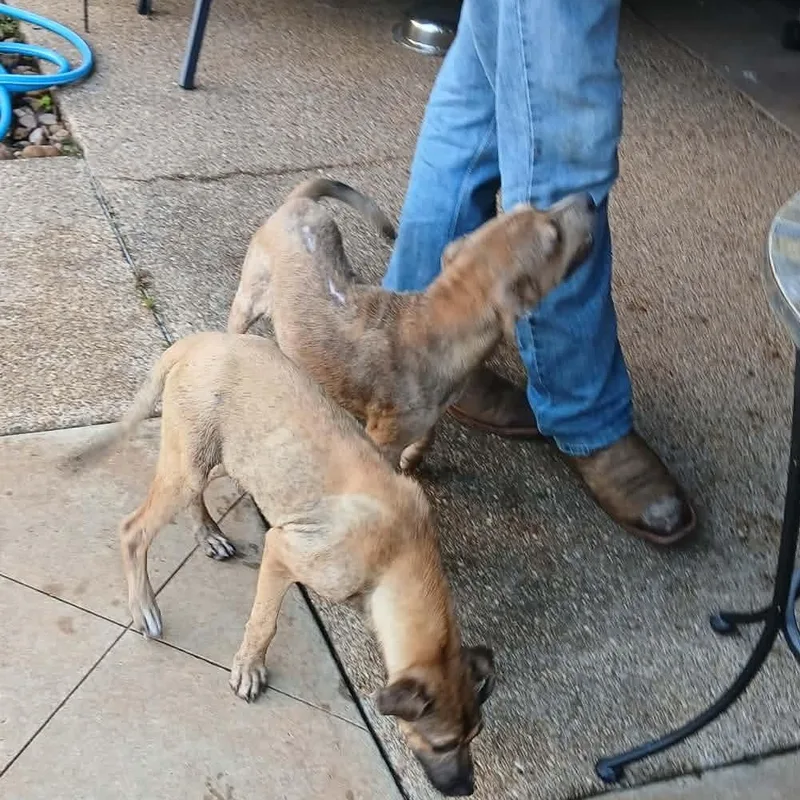 A baby medium-sized female Mixed Breed dog named Saving Grace for adoption in Danville, VT