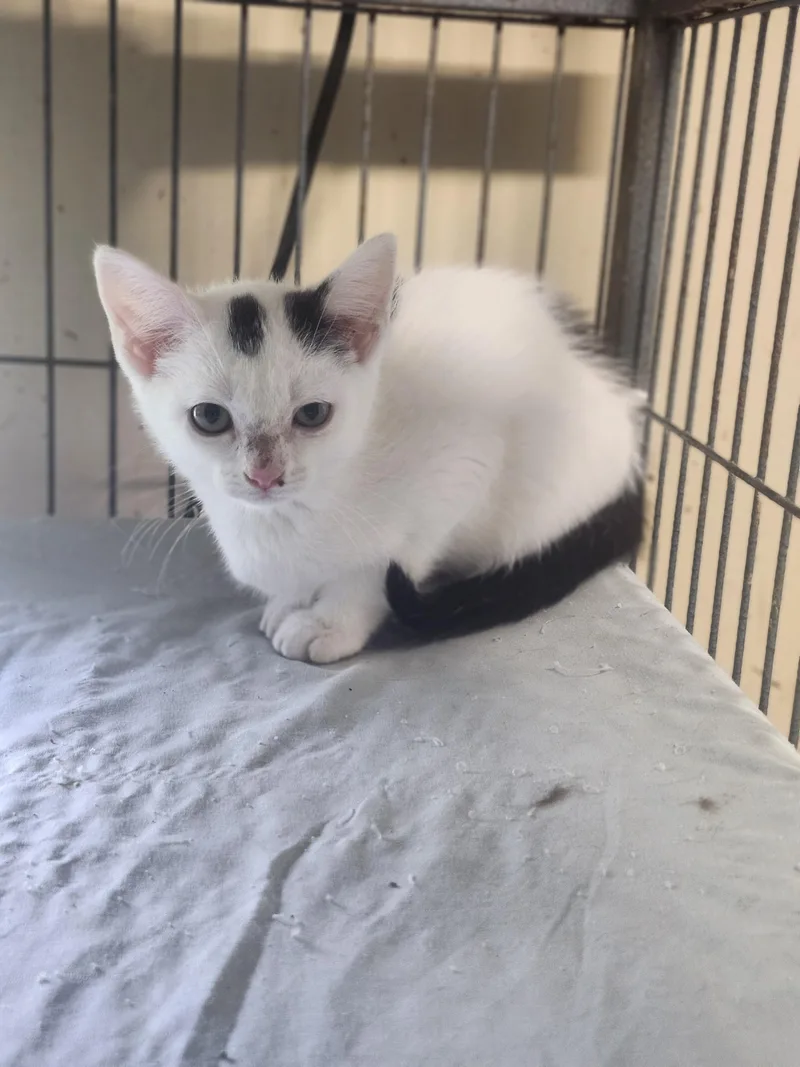 A baby medium-sized female White Domestic Short Hair cat named Joyride for adoption in Cosby, TN