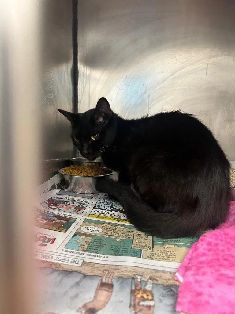 A young small-sized female Domestic Short Hair cat named Evangeline for adoption in Angola, IN