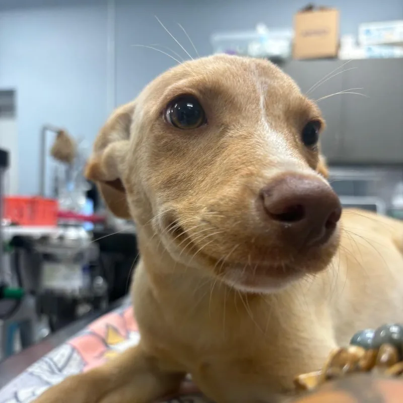 A baby small-sized male Yellow / Tan / Blond / Fawn Mixed Breed dog named Sampson for adoption in Milton, FL