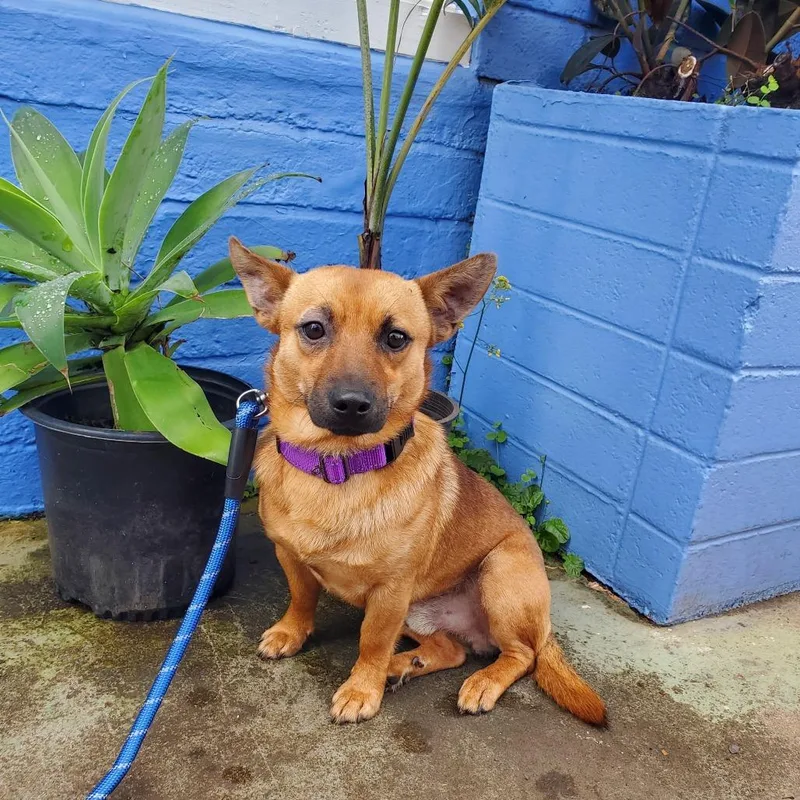 A young small-sized male Yellow / Tan / Blond / Fawn Chihuahua dog named Rex for adoption in Wahiawa, HI