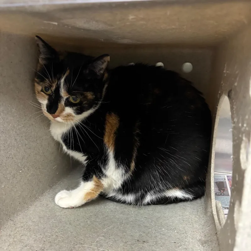 Pheobe Lynn thumbnail 2