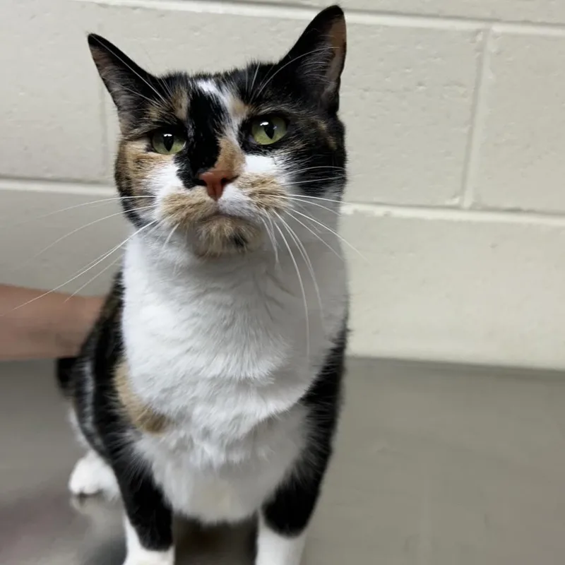 Pheobe Lynn thumbnail 3