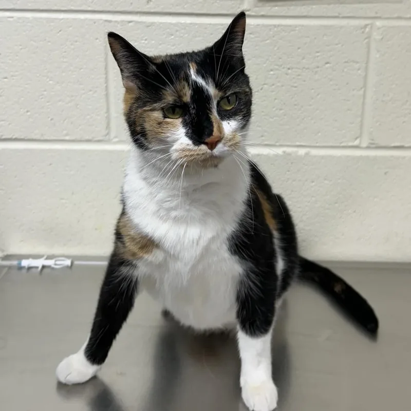 Pheobe Lynn thumbnail 4