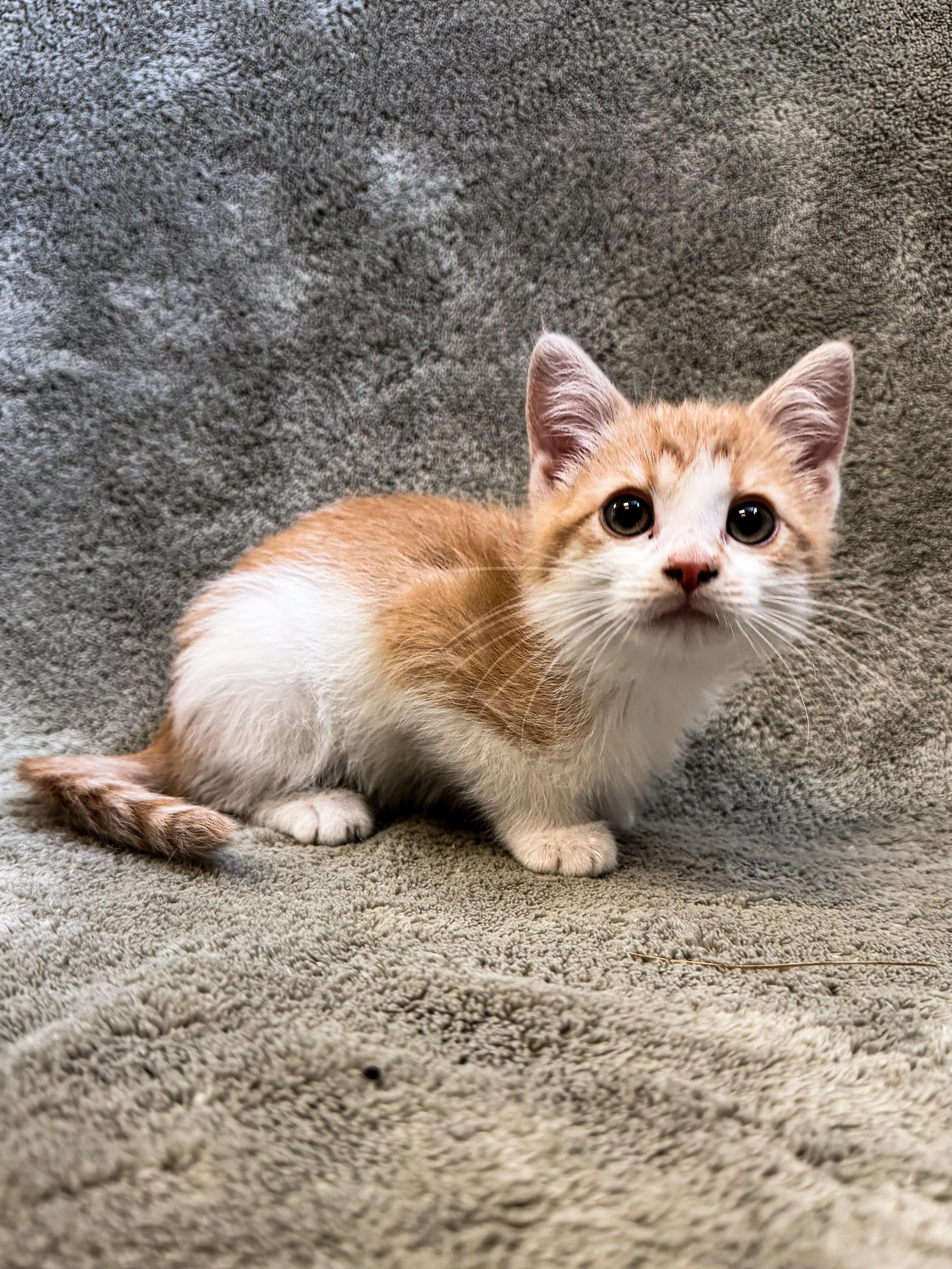 A young medium-sized male Domestic Short Hair cat named Bonsai for adoption in Buffalo, MN