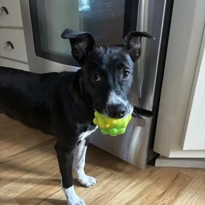 A baby medium-sized female Mixed Breed dog named Junie for adoption in Merriam, KS