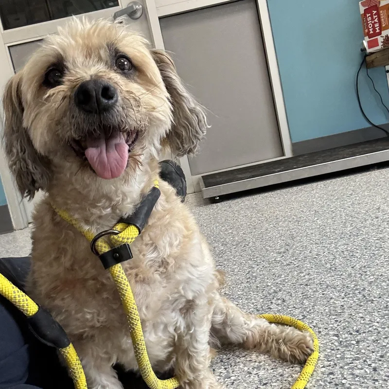 A senior small-sized male Yellow / Tan / Blond / Fawn Lhasa Apso dog named Max for adoption in Gladstone, MO