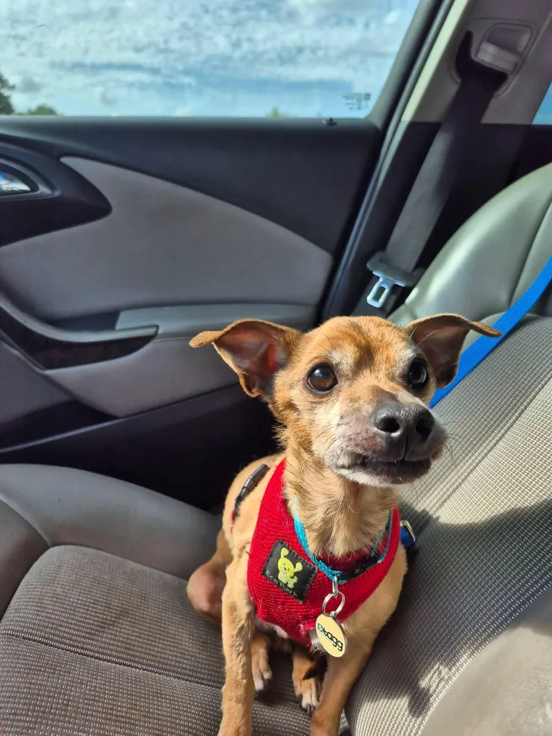 A senior small-sized male Apricot / Beige Chihuahua dog named Joey Tribbiani for adoption in metairie, LA