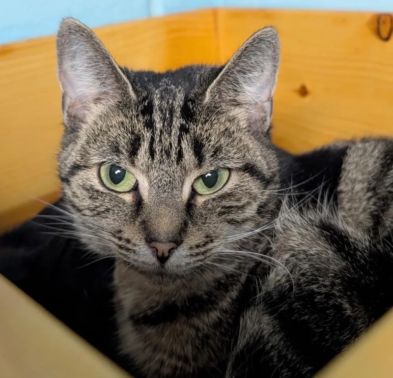 A young medium-sized female Domestic Short Hair cat named Faye for adoption in Defiance, OH