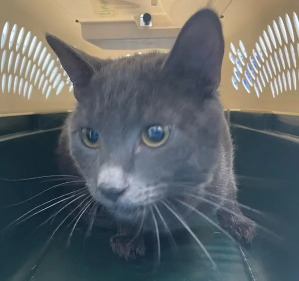 An adult medium-sized male Domestic Short Hair cat named Primrose for adoption in Ridgewood, NY