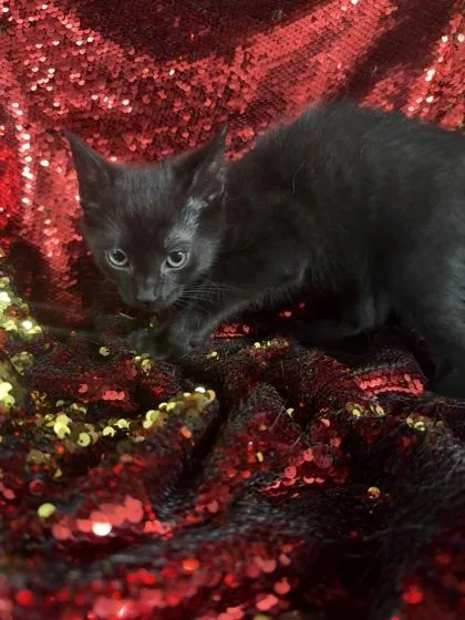 A baby small-sized male Domestic Short Hair cat named Rafael for adoption in Conway, SC
