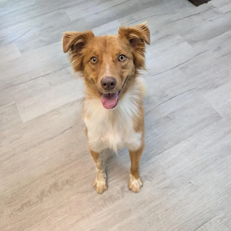 An adult medium-sized male Red / Chestnut / Orange Australian Shepherd dog named Cookie for adoption in Emporia, KS