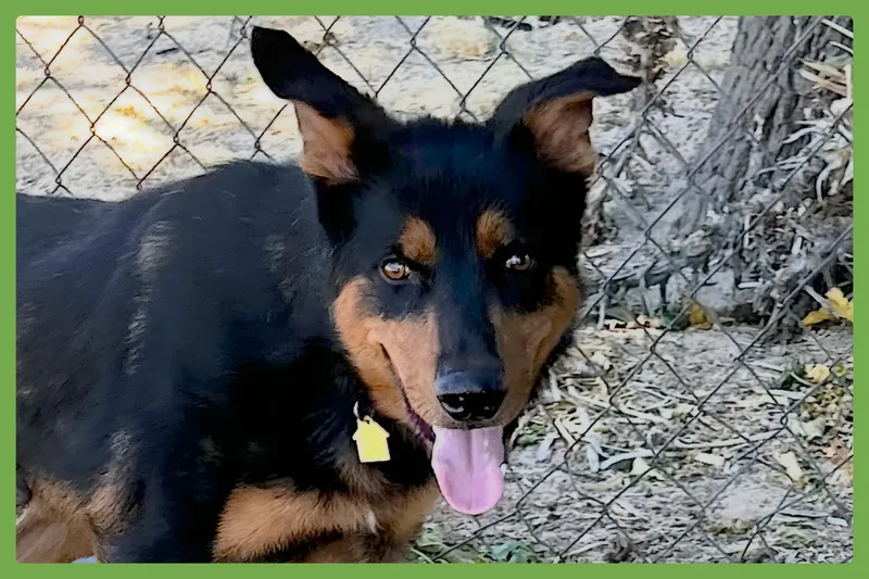 Arlo