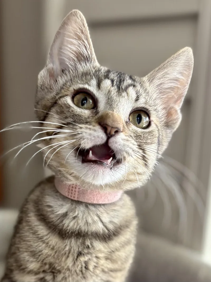 A young medium-sized female Domestic Short Hair cat named Gaye for adoption in Oracle, AZ
