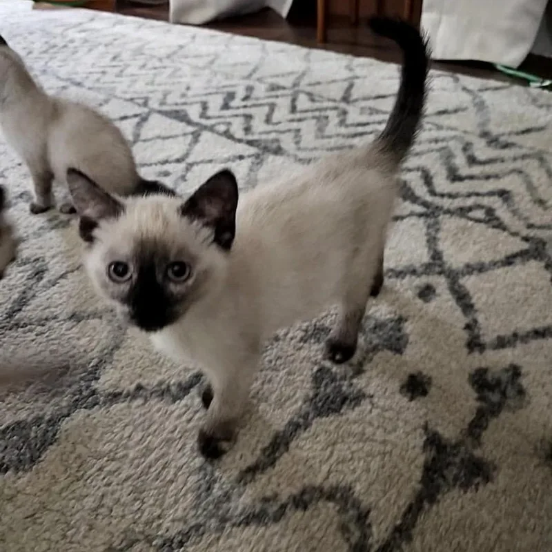 A baby small-sized female Cream / Ivory Siamese cat named Starry for adoption in Ferndale, WA