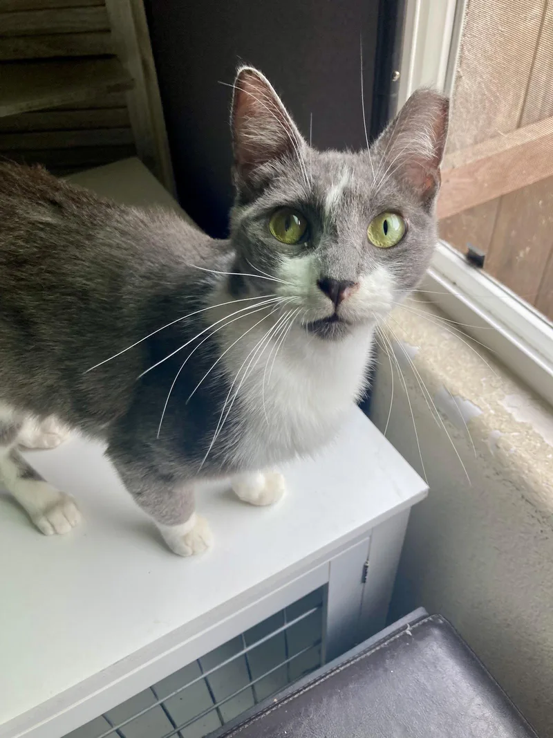 An adult small-sized male Gray & White Domestic Short Hair cat named Monkey for adoption in San Diego, CA
