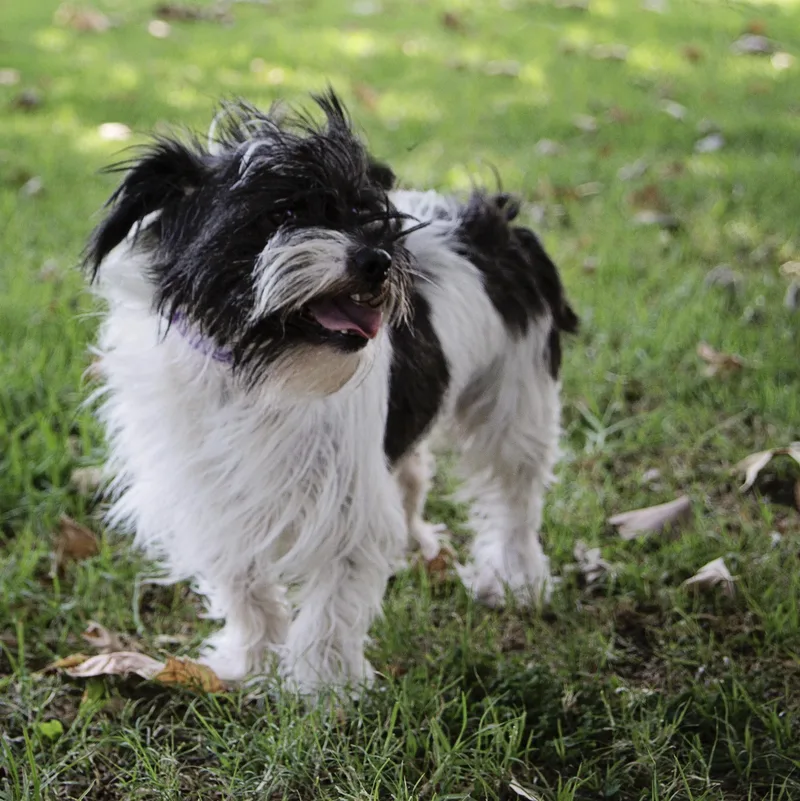 Rikkisuch A Sweet Boydog thumbnail 3