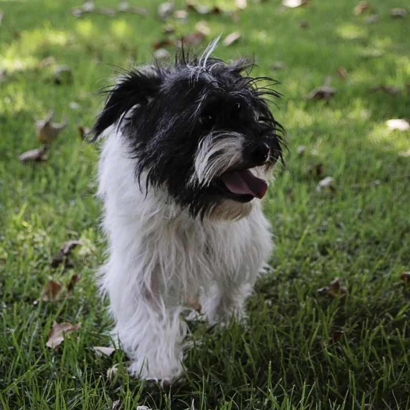 Rikkisuch A Sweet Boydog thumbnail 4