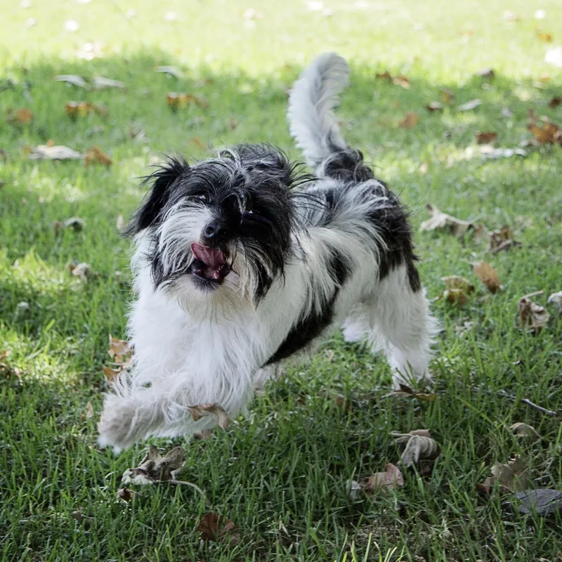 Rikkisuch A Sweet Boydog thumbnail 5