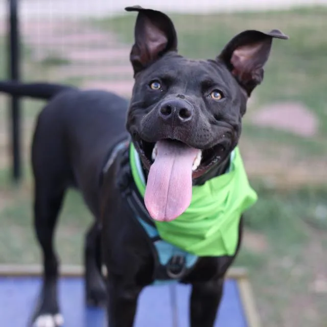 A young medium-sized male Staffordshire Bull Terrier dog named Apollo for adoption in San Antonio, TX