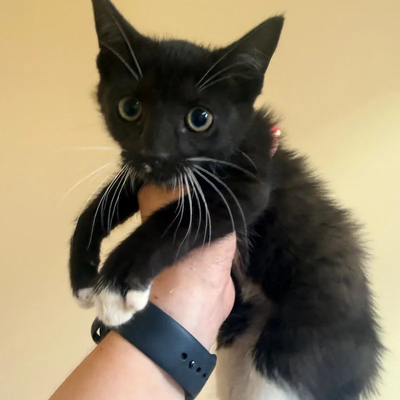 A baby small-sized female Black Domestic Short Hair cat named Zoey for adoption in Corinth, MS