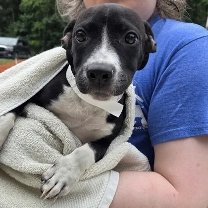 A baby small-sized female Mixed Breed dog named Riot for adoption in Voorhees, NJ