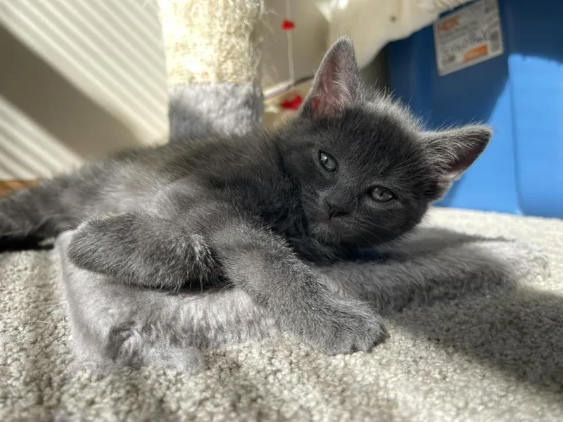 Mercedes thumbnail 2