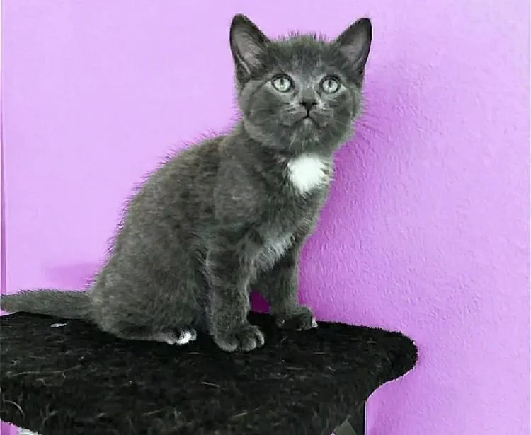 A baby medium-sized female Gray & White Domestic Short Hair cat named Mercedes for adoption in Davison, MI