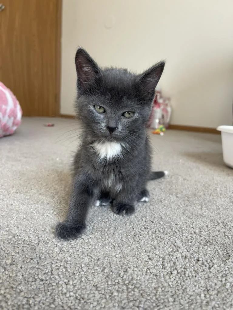 Mercedes thumbnail 4