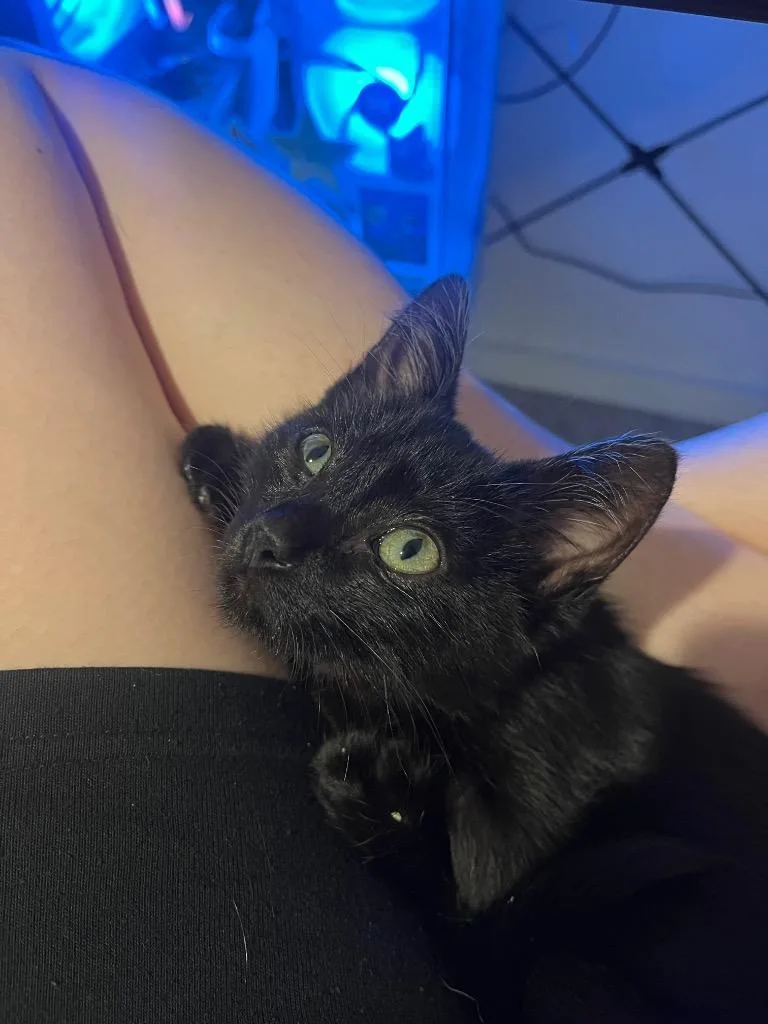 A baby medium-sized male Domestic Short Hair cat named Bagheera for adoption in New Braunfels, TX