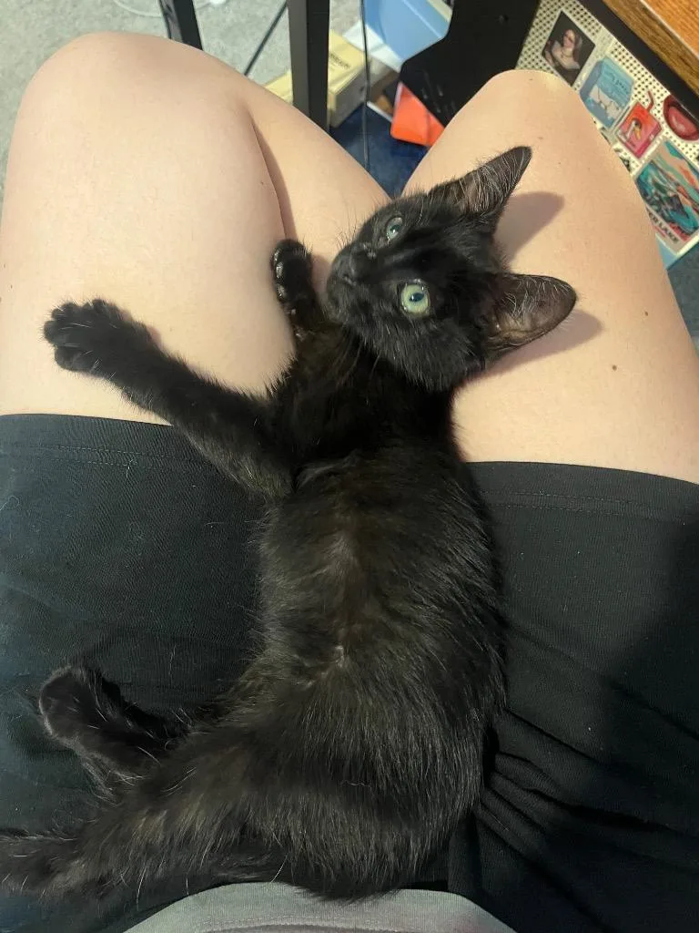 Bagheera thumbnail 3
