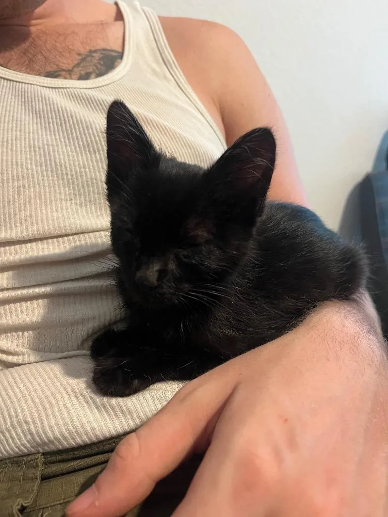 Bagheera thumbnail 4