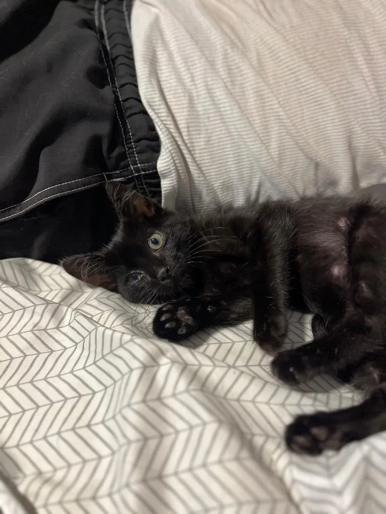 Bagheera thumbnail 6