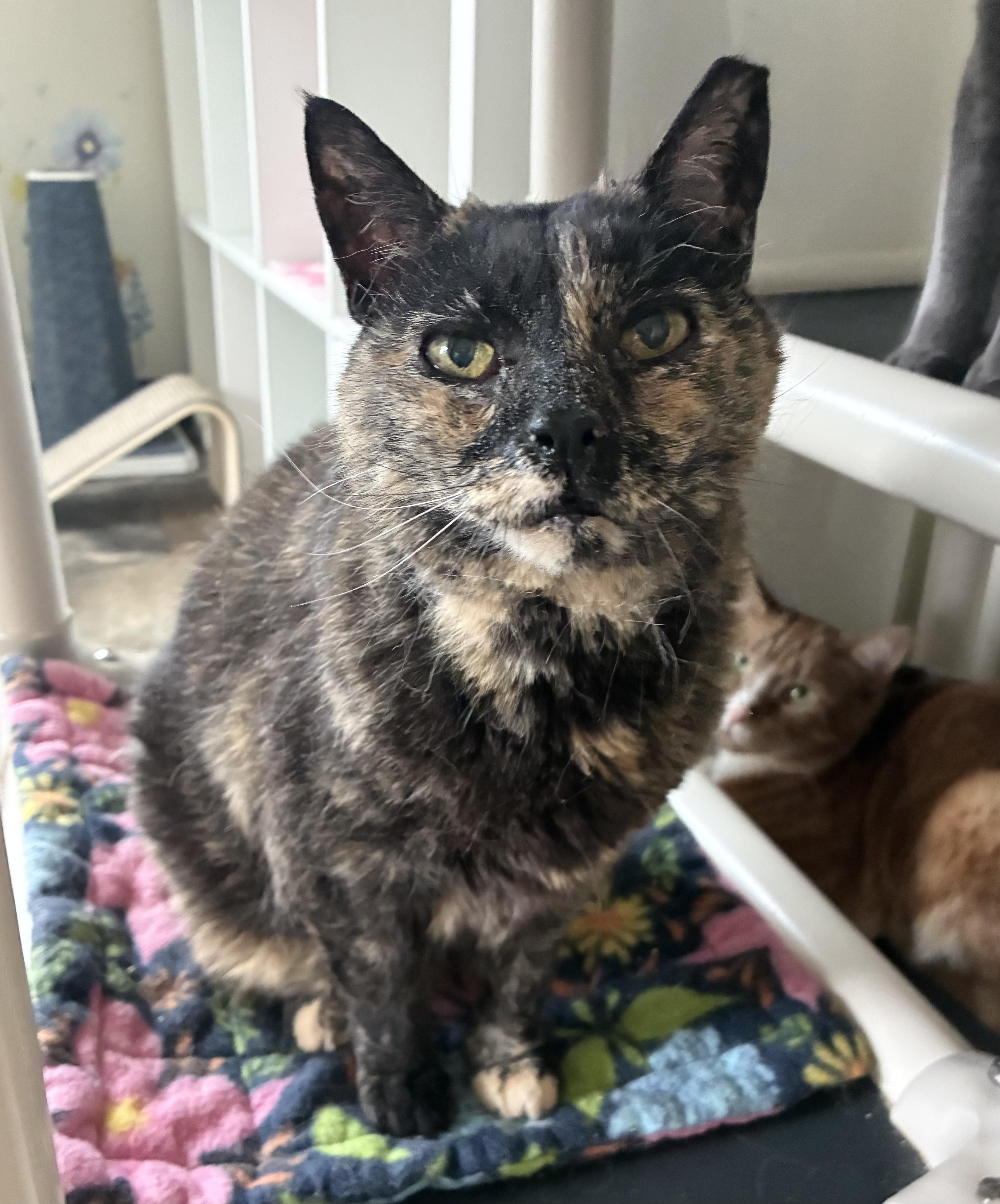 An adult medium-sized female Tortoiseshell Domestic Short Hair cat named Shortbread for adoption in Breinigsville, PA
