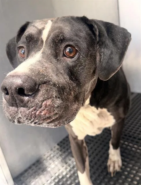 An adult large-sized male Mixed Breed dog named Tom for adoption in Dallas, TX