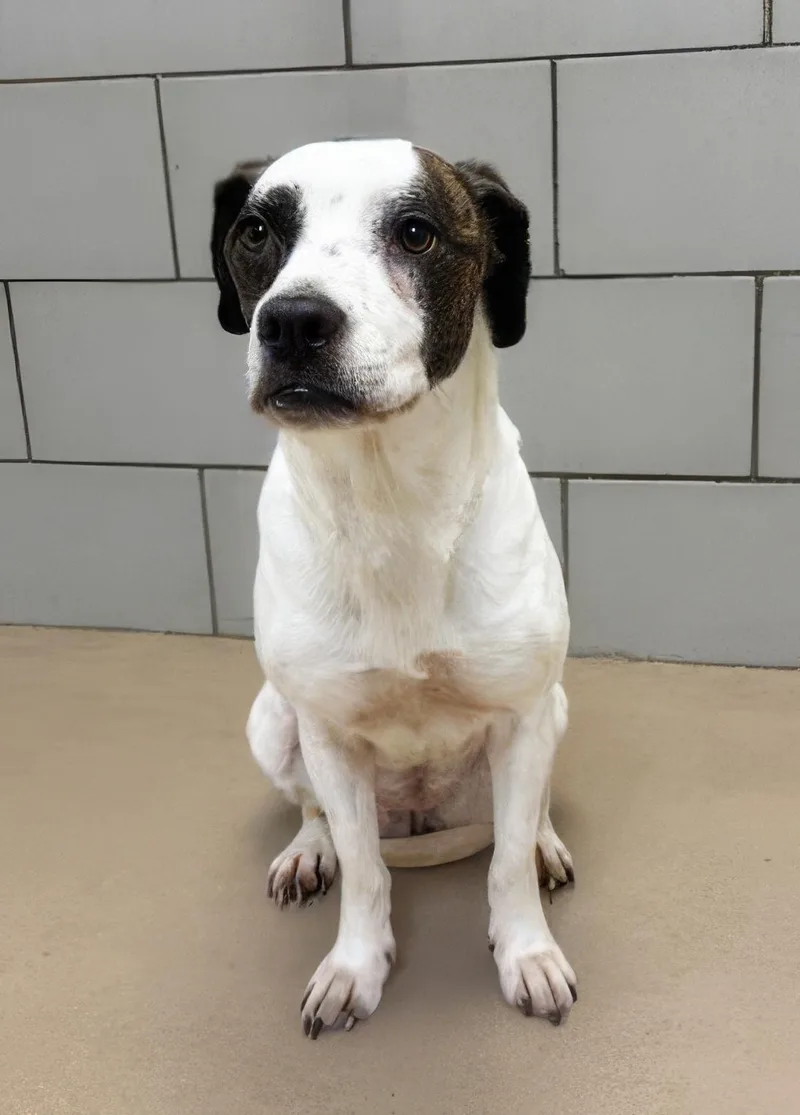 An adult medium-sized female Brown / Chocolate Mixed Breed dog named Carolyn for adoption in Nashville, TN